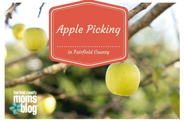 apple picking in Fairfield County