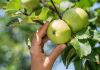 A hand picking a green apple off of a tree.