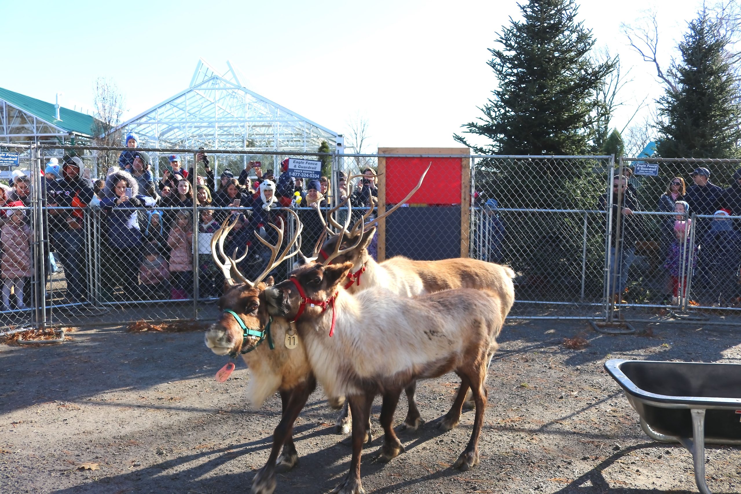 Reindeer Festival