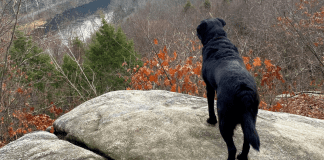 A dog on a rock.