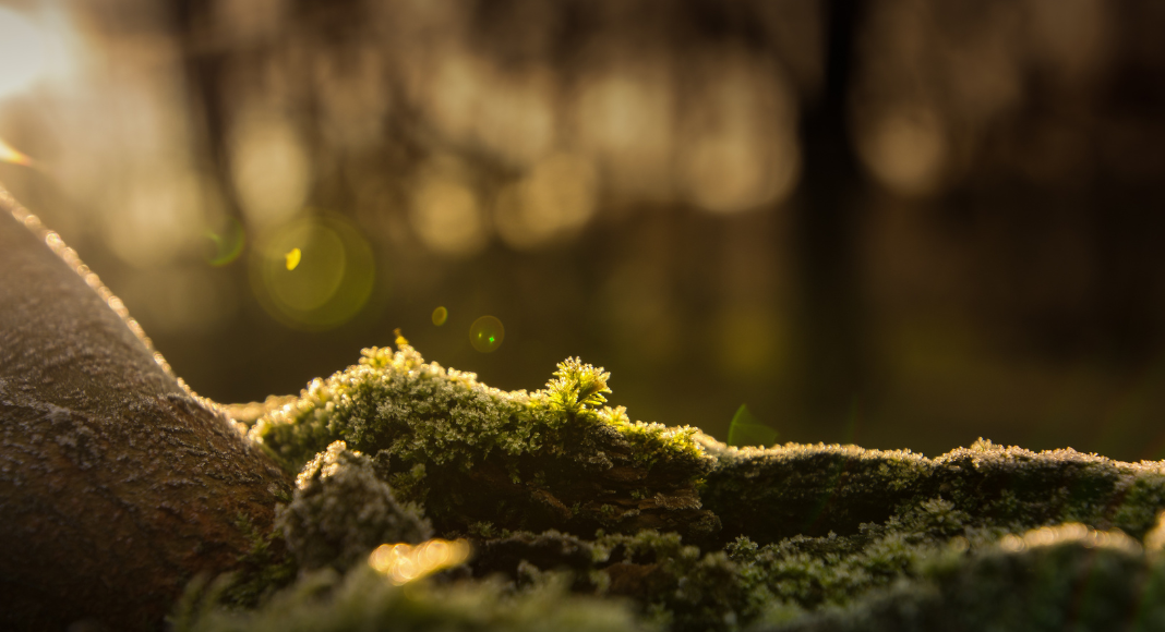 sun shining on a moss garden